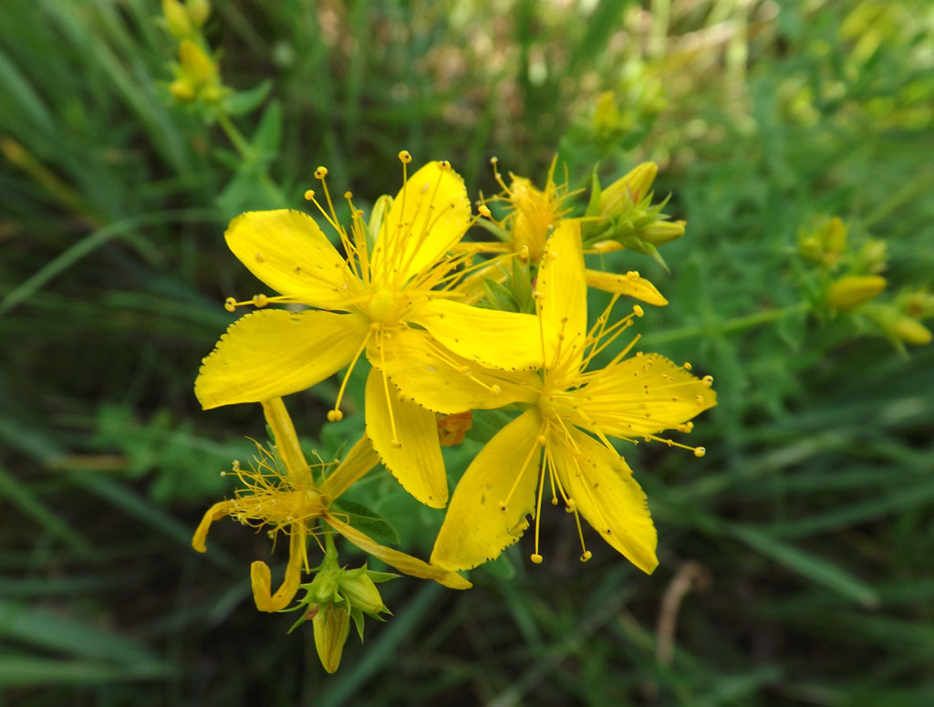 Изображение особи Hypericum perforatum.