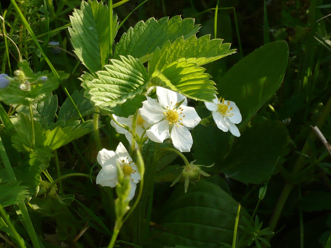 Изображение особи Fragaria vesca.