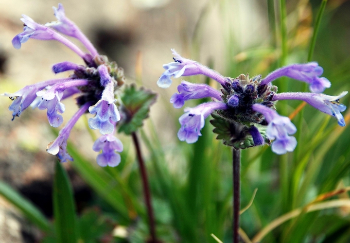 Изображение особи Dracocephalum laniflorum.