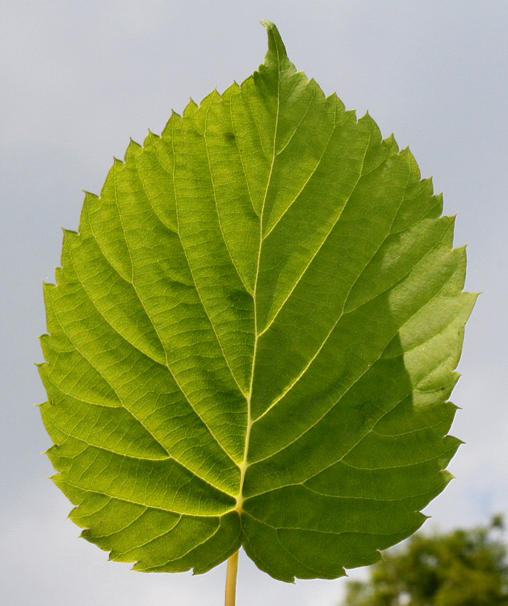 Image of Davidia involucrata var. vilmoriniana specimen.