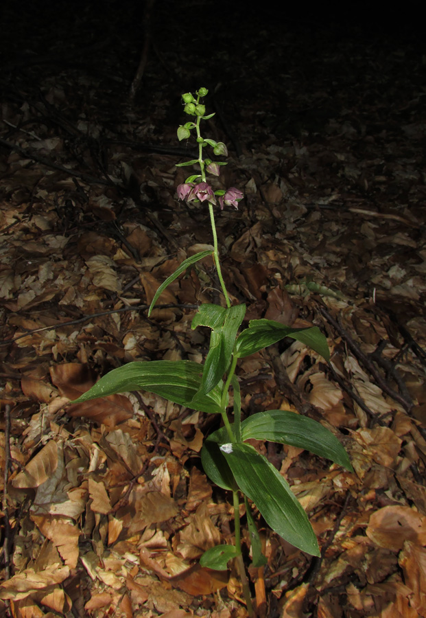 Изображение особи Epipactis helleborine.