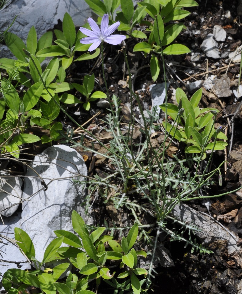 Image of Lactuca intricata specimen.