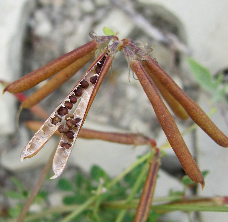 Image of Lotus caucasicus specimen.