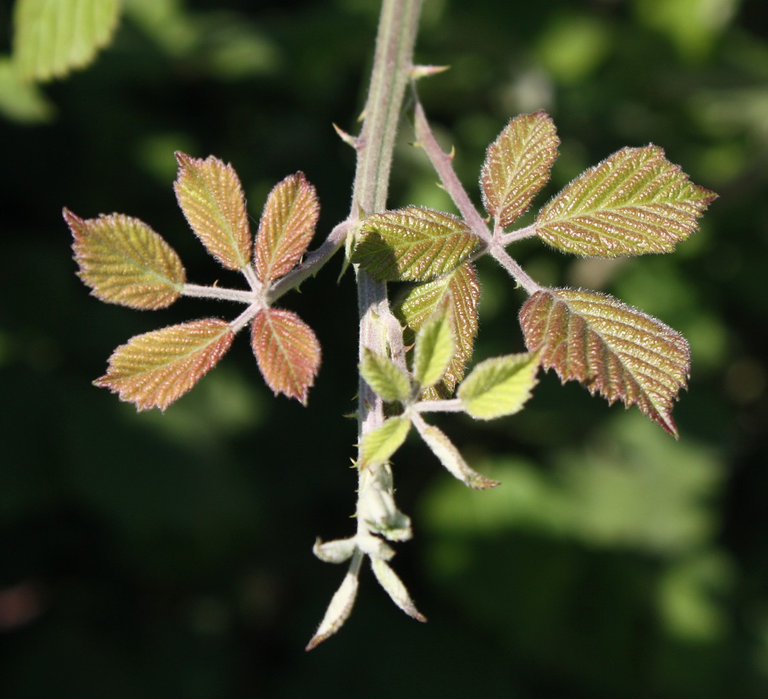 Изображение особи Rubus sanctus.