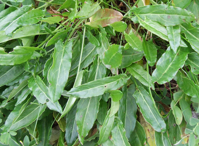 Image of Rumex acetosa specimen.