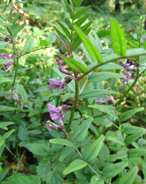 Image of Vicia sepium specimen.