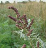 Atriplex tatarica. Верхушка цветущего растения (заметно окрашенный экземпляр). Краснодарский край, Кущёвский р-н, станица Шкуринская, обочина. 08.08.2009.