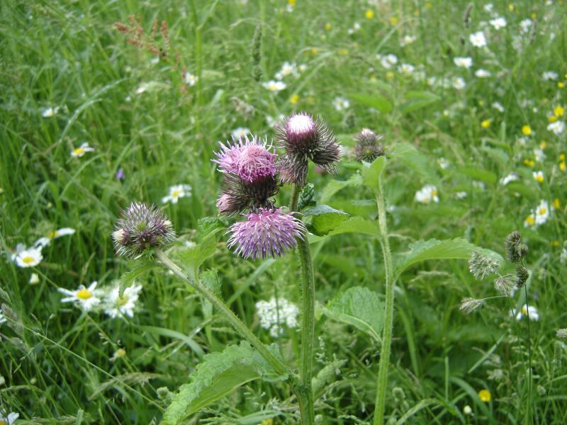 Изображение особи Carduus bicolorifolius.