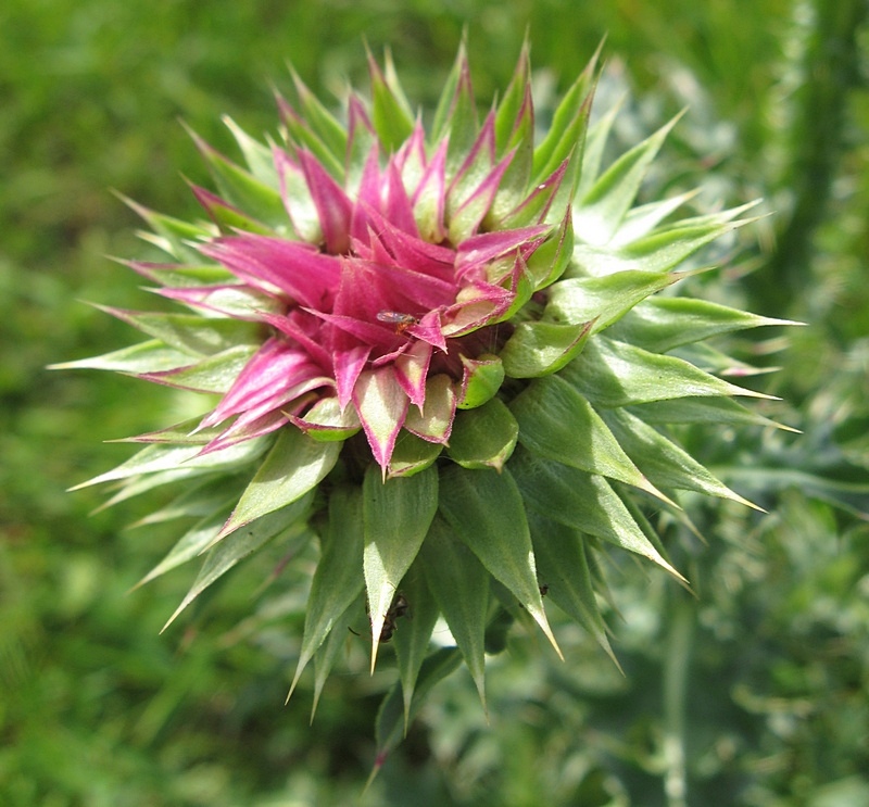 Image of Carduus thoermeri specimen.