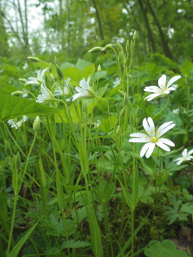 Image of Stellaria holostea specimen.