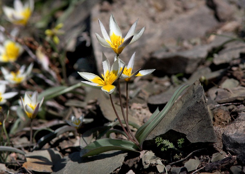 Изображение особи Tulipa orthopoda.