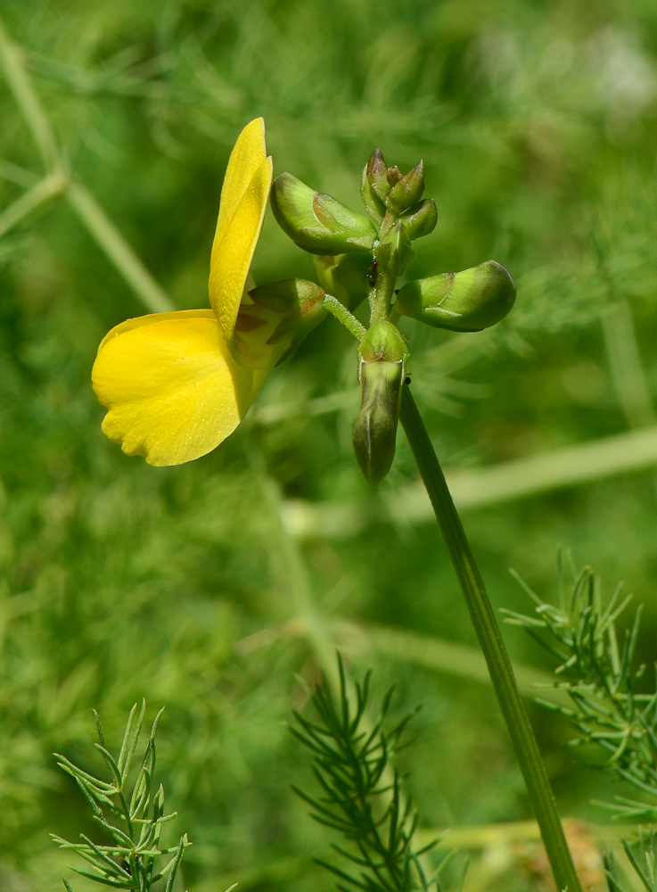 Image of Vigna luteola specimen.