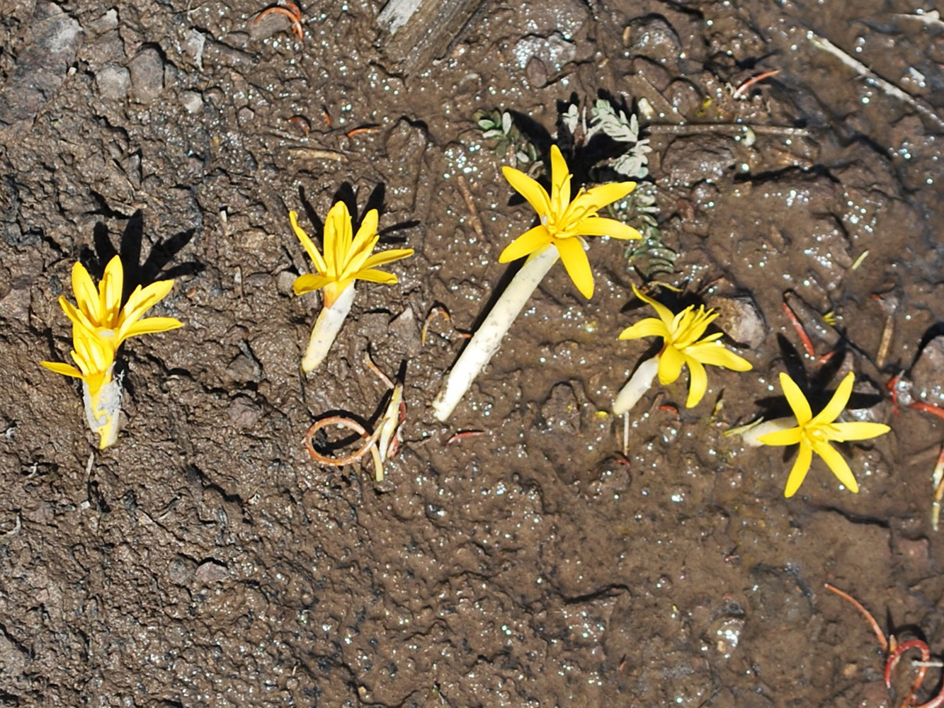 Image of Colchicum luteum specimen.