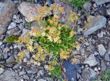 Saxifraga exarata. Цветущее растение. Карачаево-Черкесия, гора Мусса-Ачитара, каменистый склон, ≈ 3000 м н.у.м. 31.07.2014.