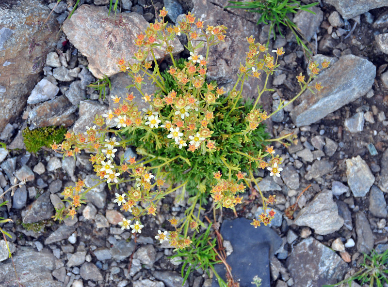 Изображение особи Saxifraga exarata.