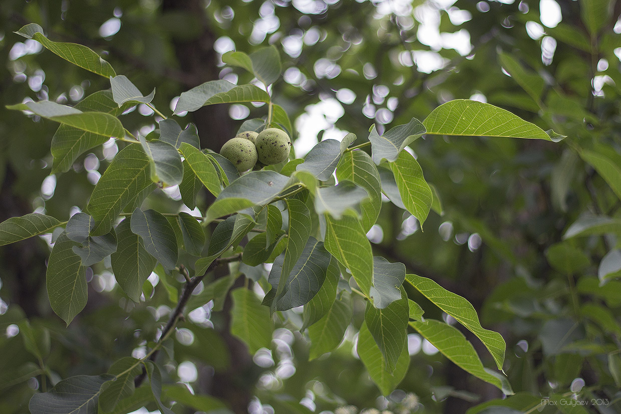 Image of Juglans regia specimen.