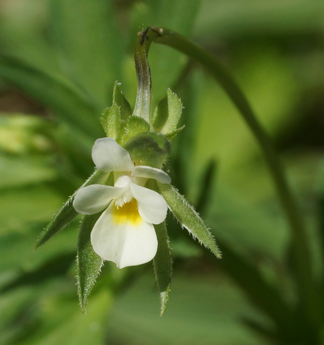 Image of Viola arvensis specimen.