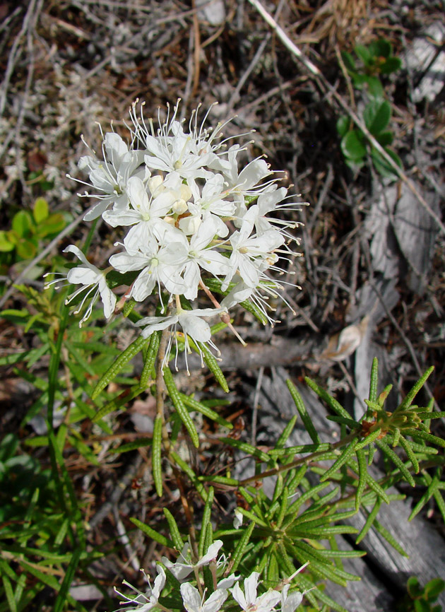 Image of Ledum palustre specimen.