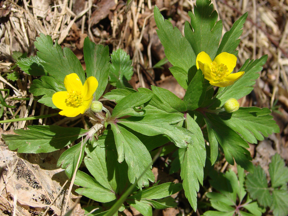 Image of Anemone ranunculoides specimen.