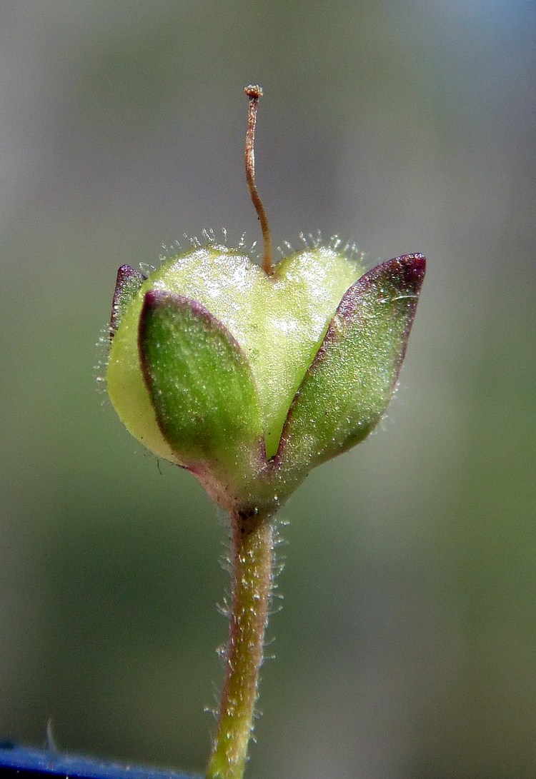 Image of Veronica serpyllifolia specimen.