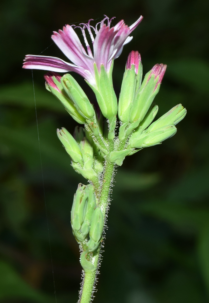 Image of Cicerbita rosea specimen.