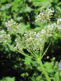 род Chaerophyllum. Соцветие (вид сбоку). Кабардино-Балкария, Эльбрусский р-н, долина р. Ирик, ок. 2200 м н.у.м. 14.07.2016.