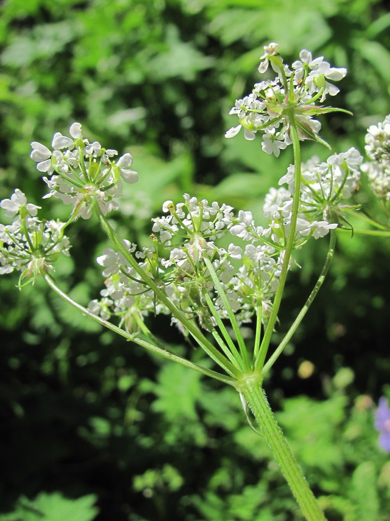 Изображение особи род Chaerophyllum.