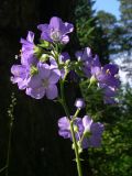 Polemonium caeruleum. Соцветие. Свердловская обл., окр. г. Североуральск, обочина дороги в сосново-еловом лесу. 09.07.2007.