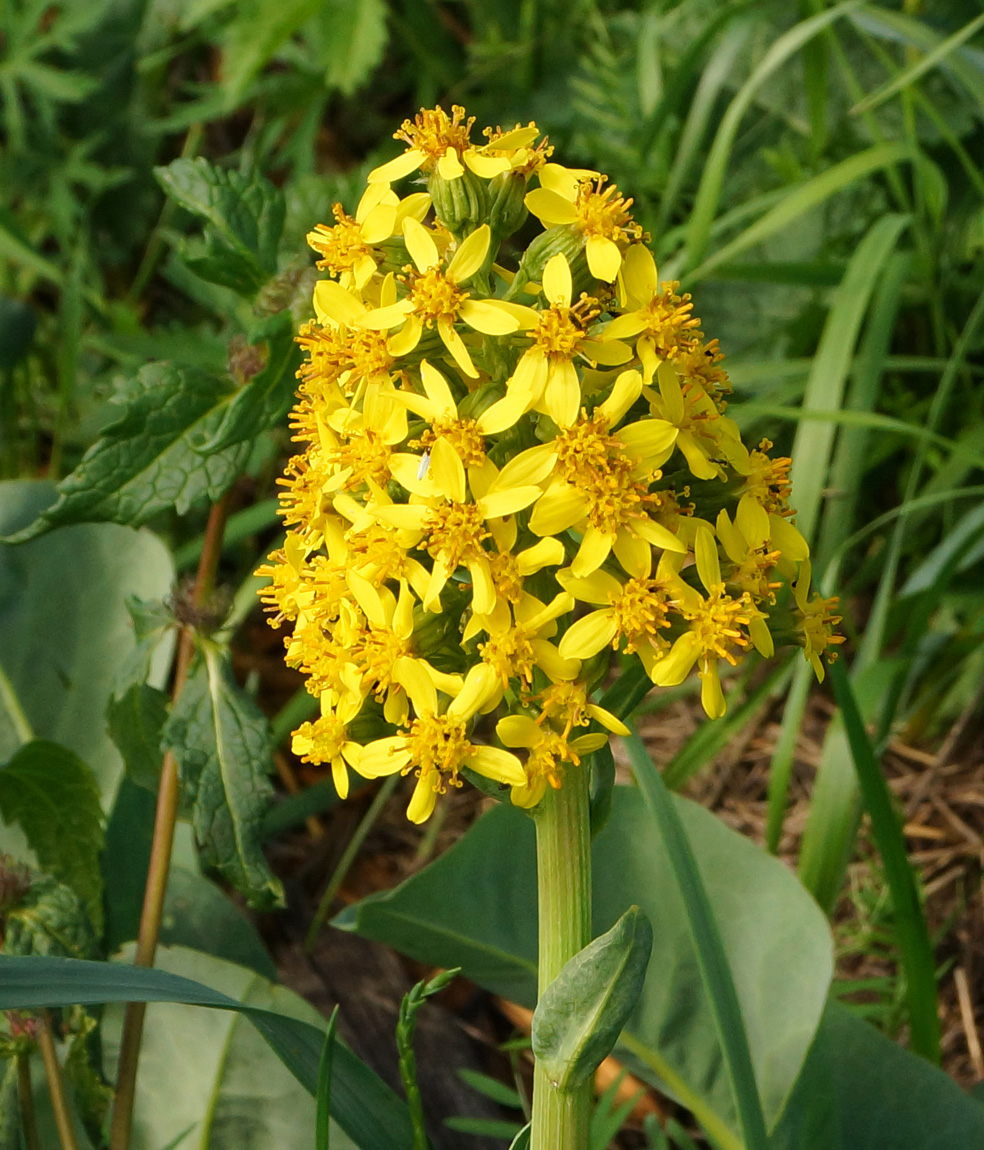 Image of Ligularia altaica specimen.