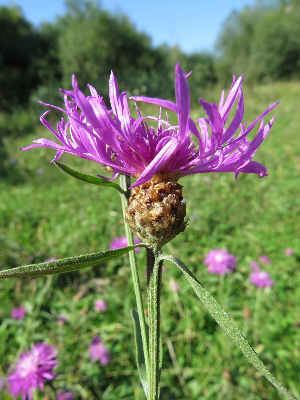 Image of Centaurea jacea specimen.