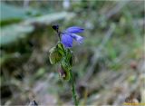 genus Polygala. Верхушка мелкого цветущего и плодоносящего растения. Украина, Ивано-Франковская обл., Болеховский горсовет, Поляницкий региональный ландшафтный парк, ур.\"Скалы Довбуша\", опушка леса на склоне горы Погар, среди разнотравья. 30.09.2016.