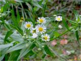 Erigeron annuus. Верхушка цветущего растения. Украина, Ивано-Франковская обл. Болеховский горсовет, Поляницкий региональный ландшафтный парк, ур.\"Граница\", опушка буково-пихтового леса, 08.10.2016.