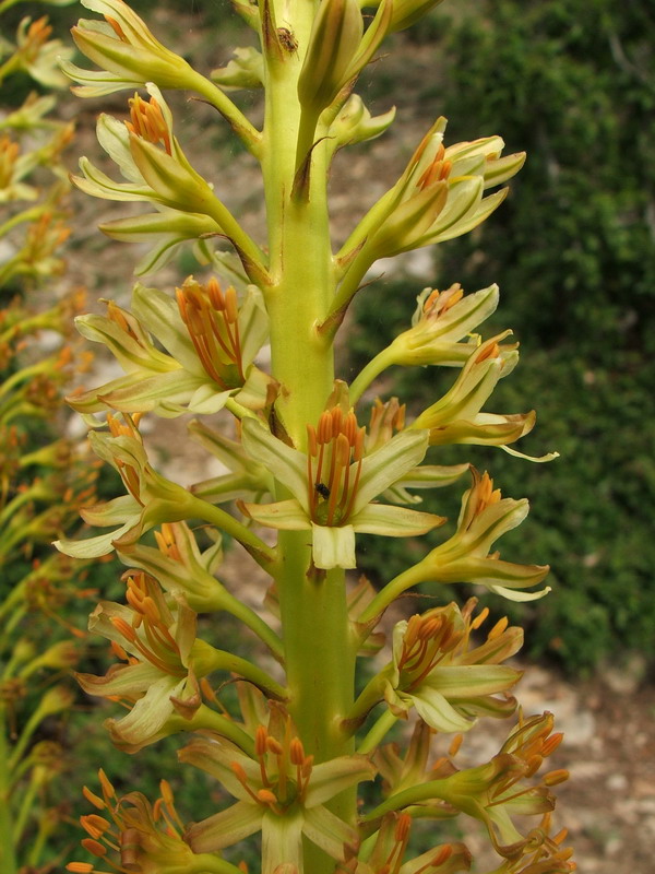 Изображение особи Eremurus thiodanthus.