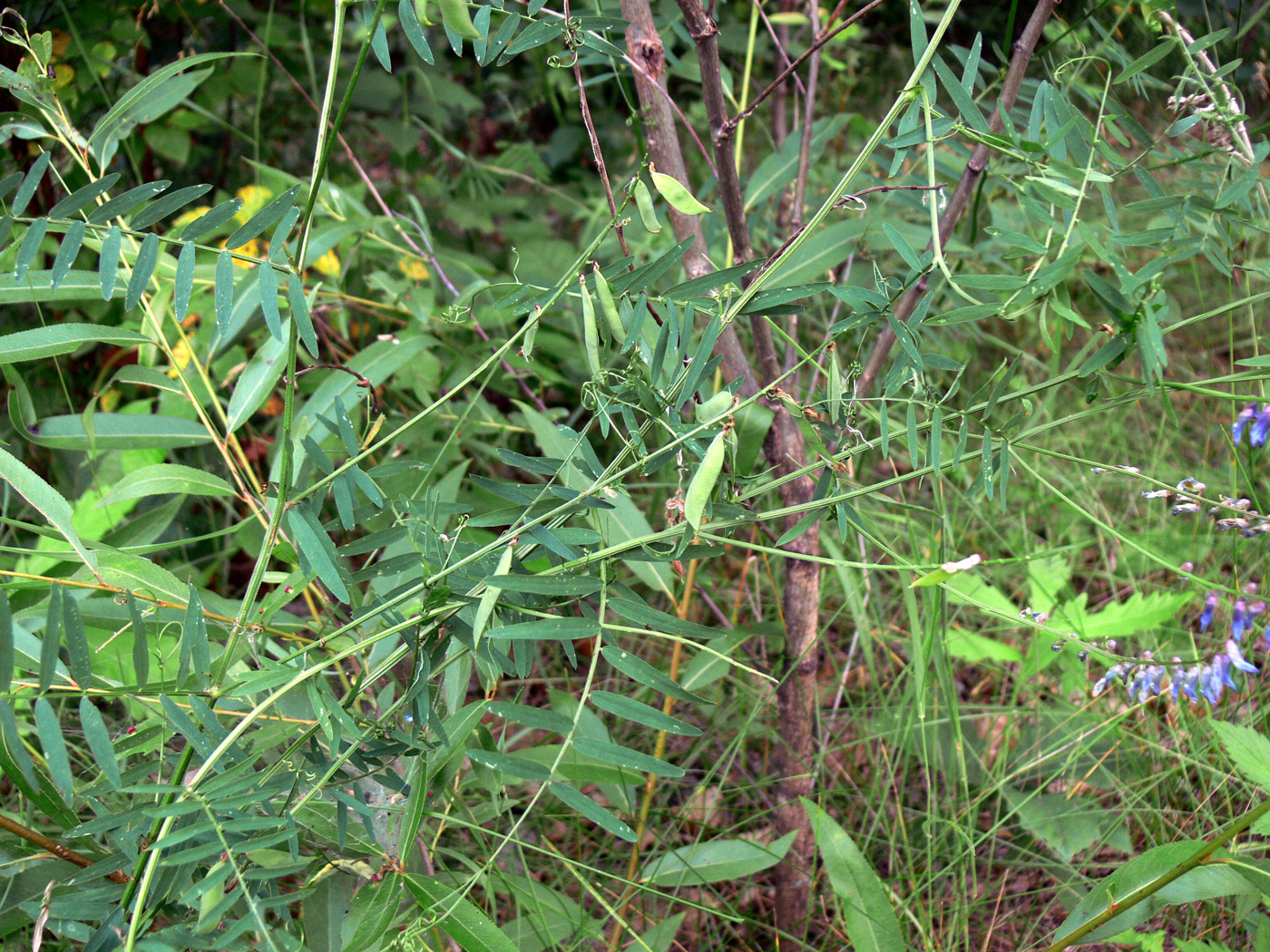 Image of Vicia cracca specimen.