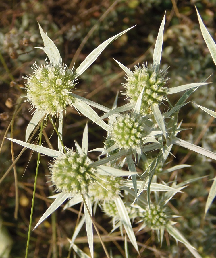 Image of Eryngium campestre specimen.