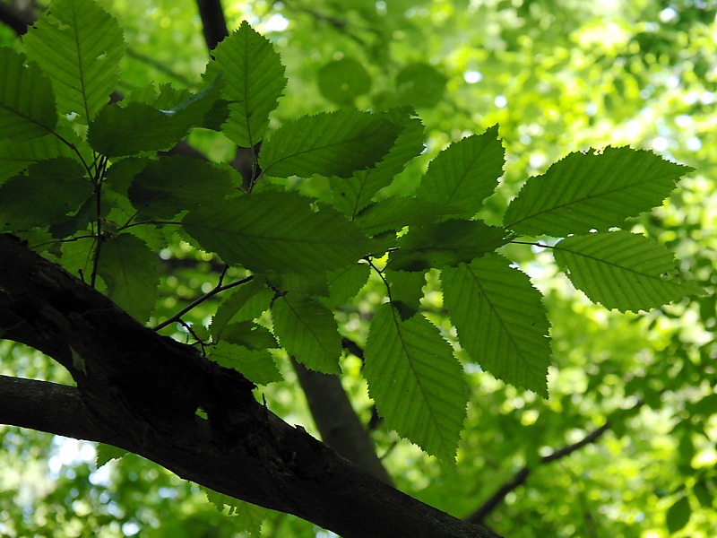 Изображение особи Carpinus betulus.