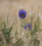 Смотреть изображение Echinops davuricus