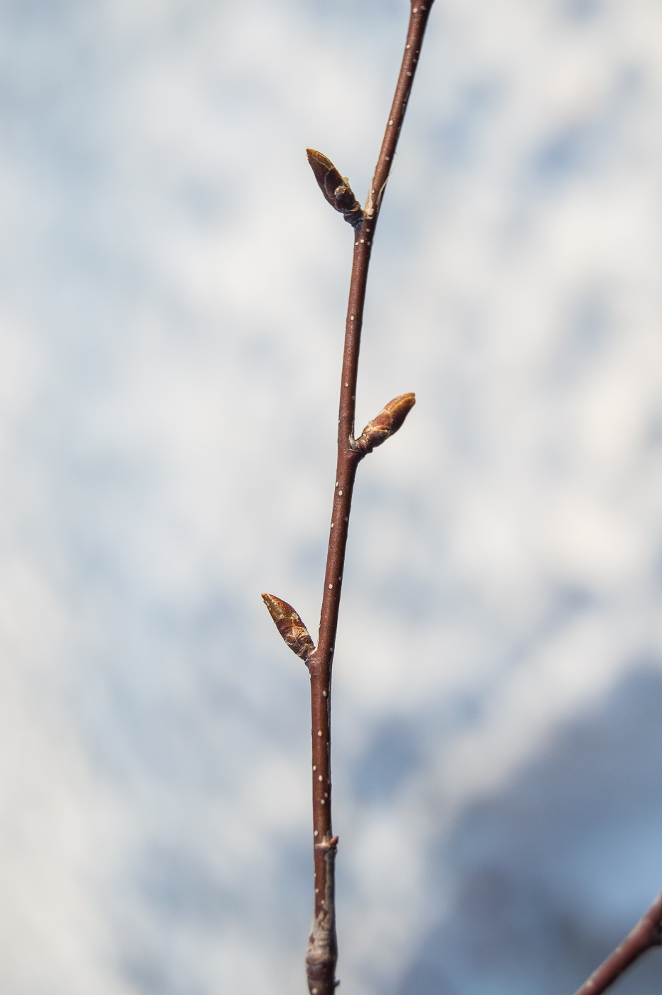 Изображение особи Betula pendula.