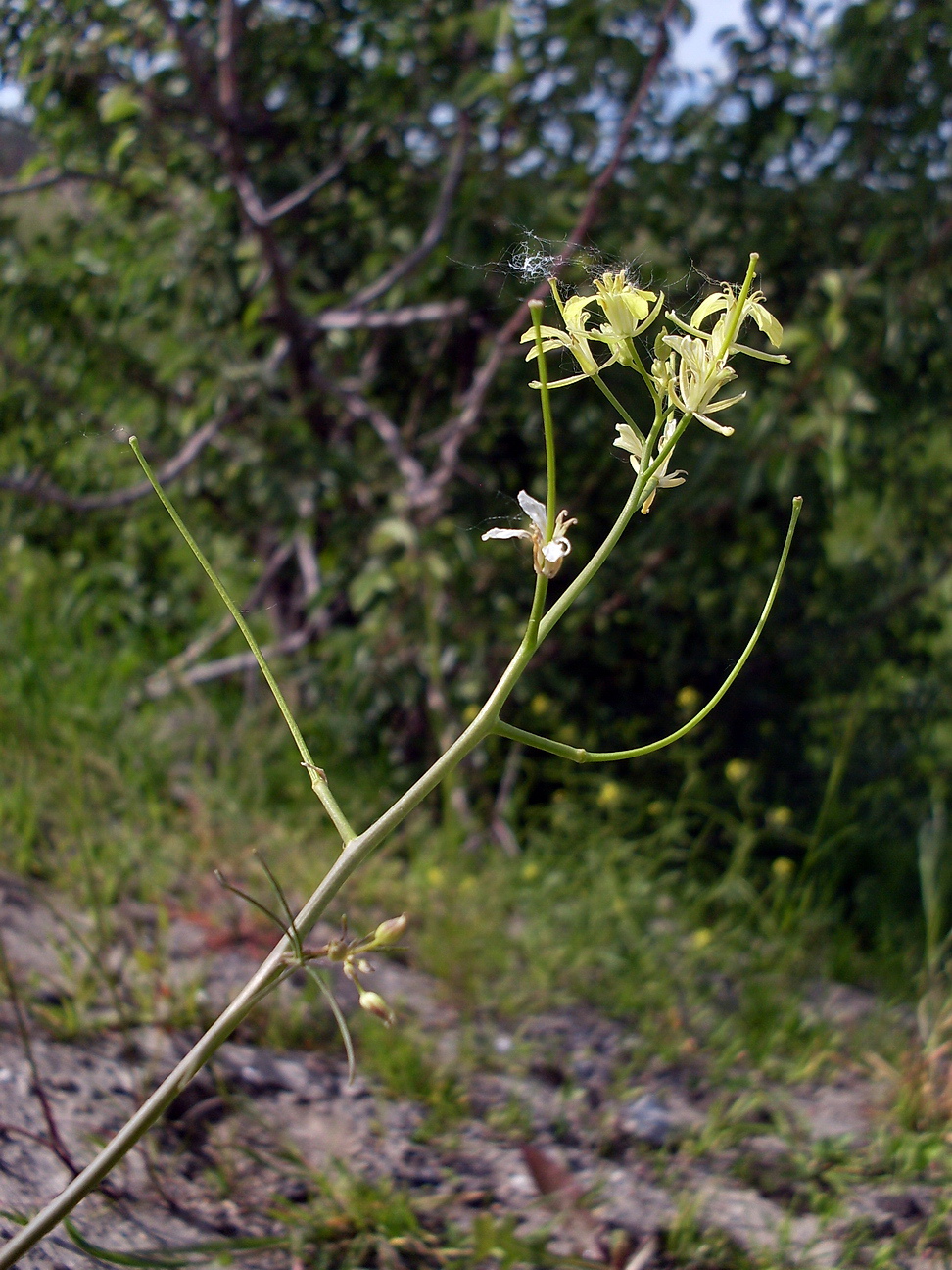 Image of Sisymbrium altissimum specimen.