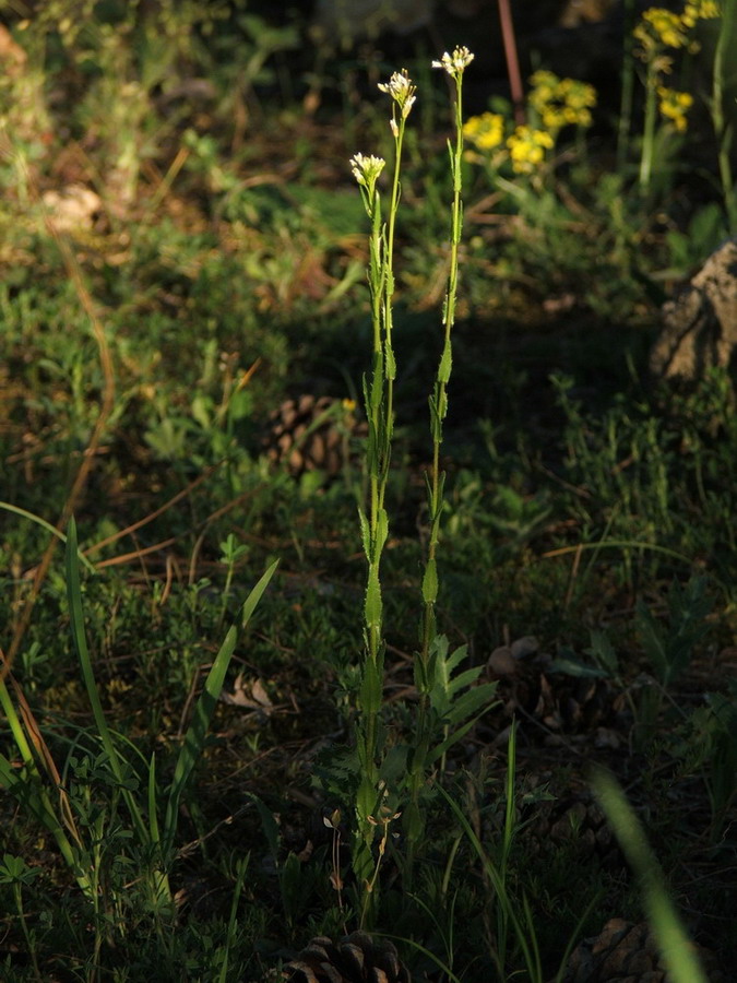 Image of Arabis sagittata specimen.