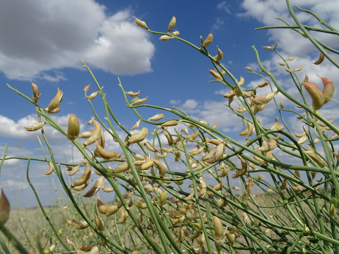 Изображение особи Astragalus amarus.