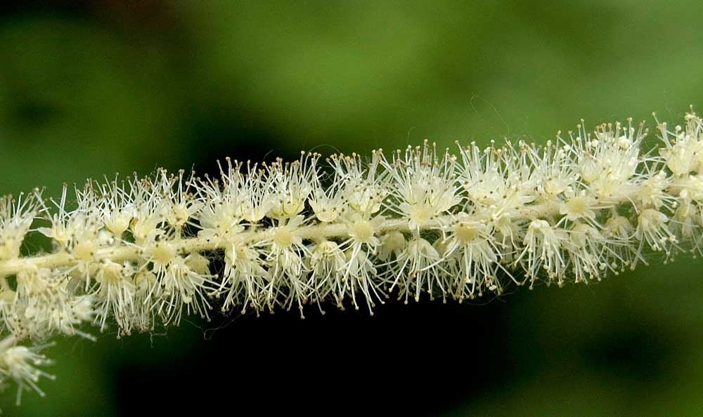 Image of Aruncus sylvestris specimen.