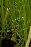 Galium palustre. Цветущее растение. Пермский край, г. Пермь, Кировский р-н, садовый участок, в сырой канаве, сорное. 16 июля 2017 г.