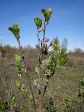 genus Salix