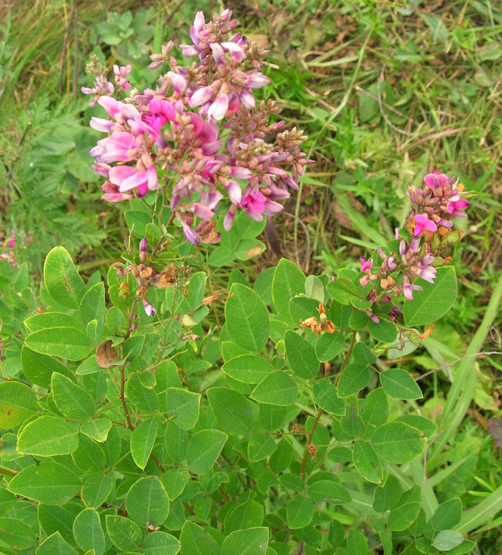 Изображение особи Lespedeza bicolor.