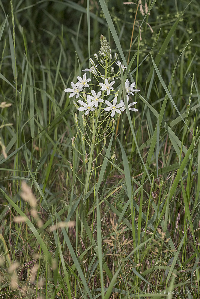 Image of Ornithogalum ponticum specimen.