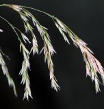 Смотреть изображение Cinna latifolia