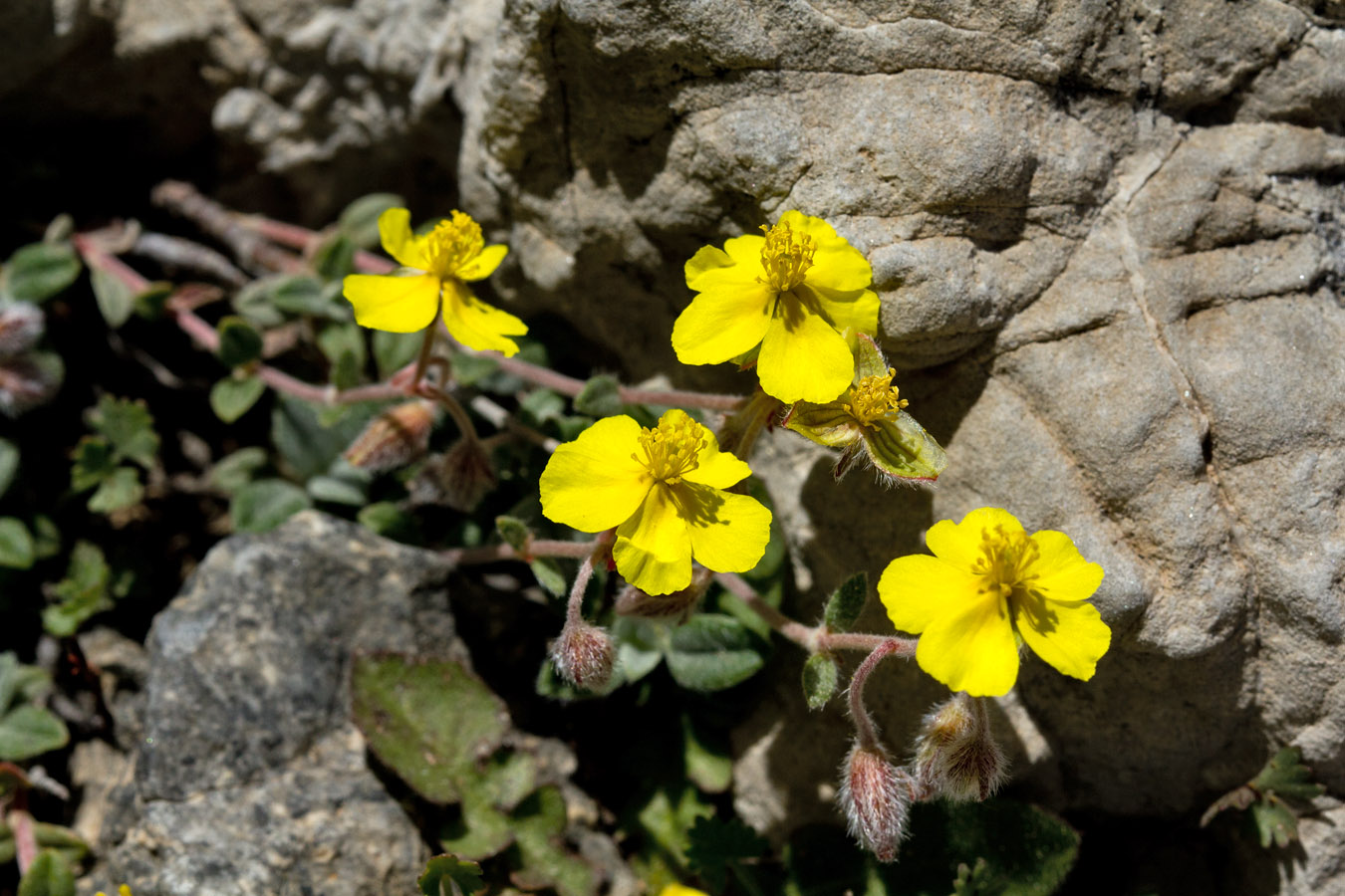 Image of Helianthemum hymettium specimen.