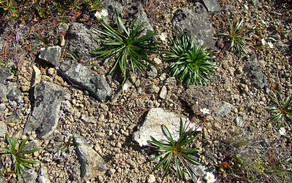 Image of Claytonia soczaviana specimen.