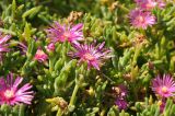 Delosperma cooperi. Верхушки цветущих растений. Южный Берег Крыма, пгт Партенит, ЛОК \"Айвазовское\", озеленение набережной. 03.08.2017.